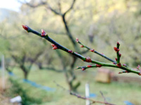 南高梅のつぼみ(11月26日)