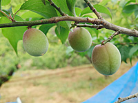 �썂�~�̎��i4��22���j